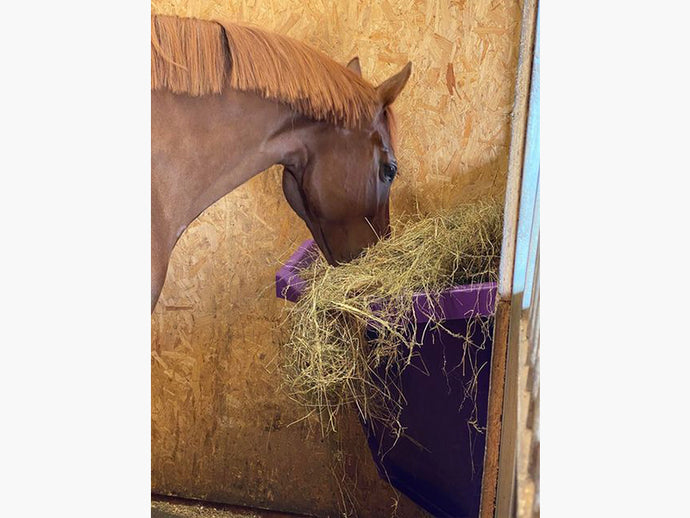 Horse eating out of Purple Corner Hay Feeder. 