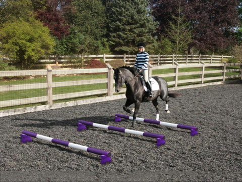Horse and rider trotting over 3 Purple and White 5 Band Practice Poles with PolePods.