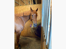 Load image into Gallery viewer, Horse looking at camera, whilst eating hay from the Corner Hay Feeder. 
