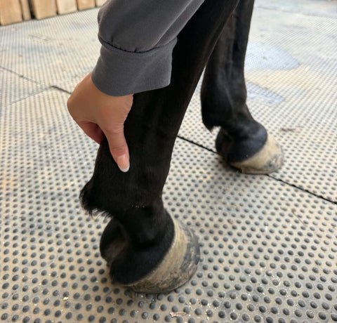 Preventing Tendon Injuries in Jumping Horses