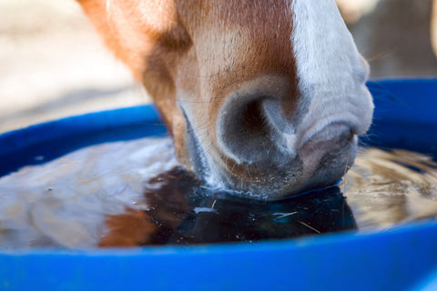 Summer Horse Care with PolyJumps: Hydration, Electrolytes, and Heat Management