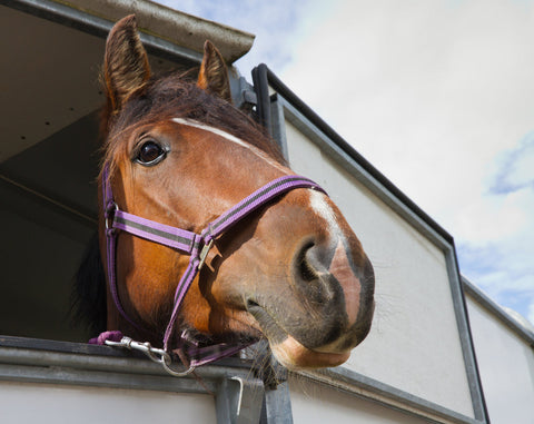 5 Things You Have Forgotten to Pack in the Horsebox/Trailer for the First Events of the Season