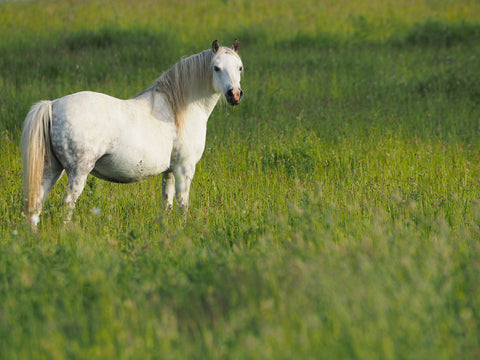 Managing Spring Grass: Preventing Laminitis and Weight Gain