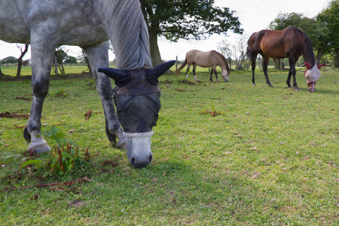 PolyJumps Know How: Fly Control and Skin Care for Horses During Summer