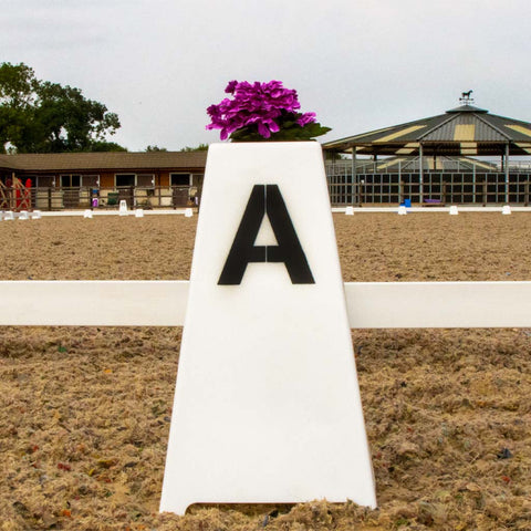 Dressage horse in arena.