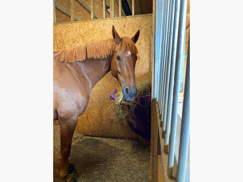 Horse looking at camera, whilst eating hay from the Corner Hay Feeder. 
